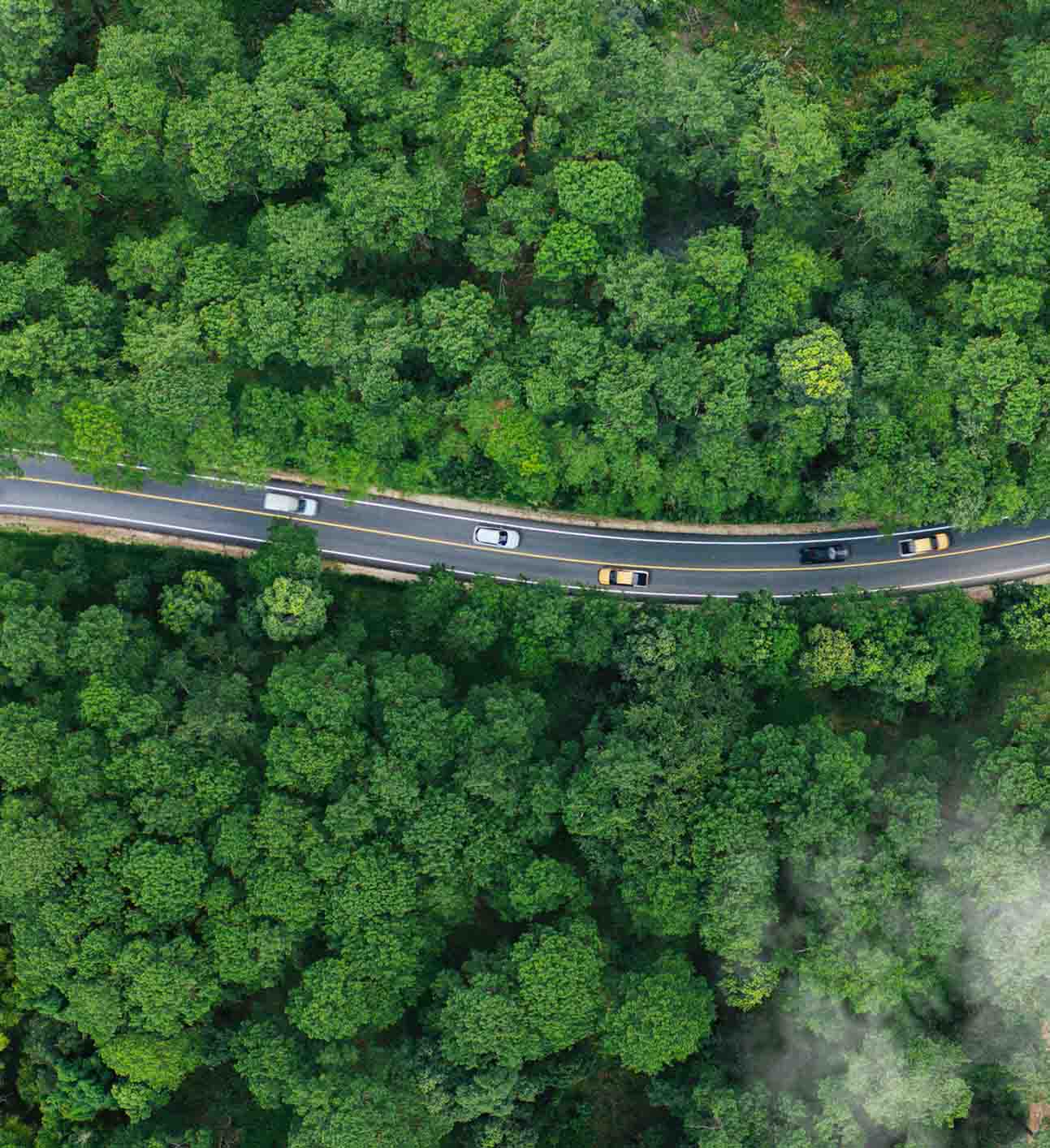 Biler som kører i en skov